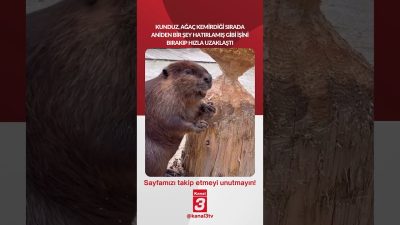 Kunduz, ağaç kemirdiği sırada aniden bir şey hatırlamış gibi işini
