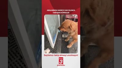 Aralarında sadece cam olunca tartışan köpekler… 📶https://kanal3.com.tr/ Sosyal Medya Hesaplarımızı