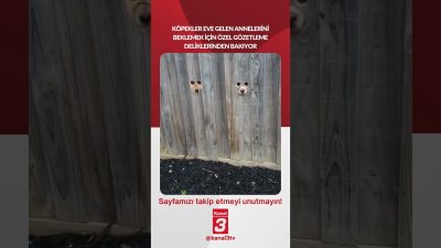 Köpekler eve gelen annelerini beklemek için özel gözetleme deliklerinden bakıyor…