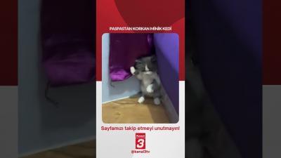 Paspastan korkan minik kedi… 📶https://kanal3.com.tr/ Sosyal Medya Hesaplarımızı Takip Ederek