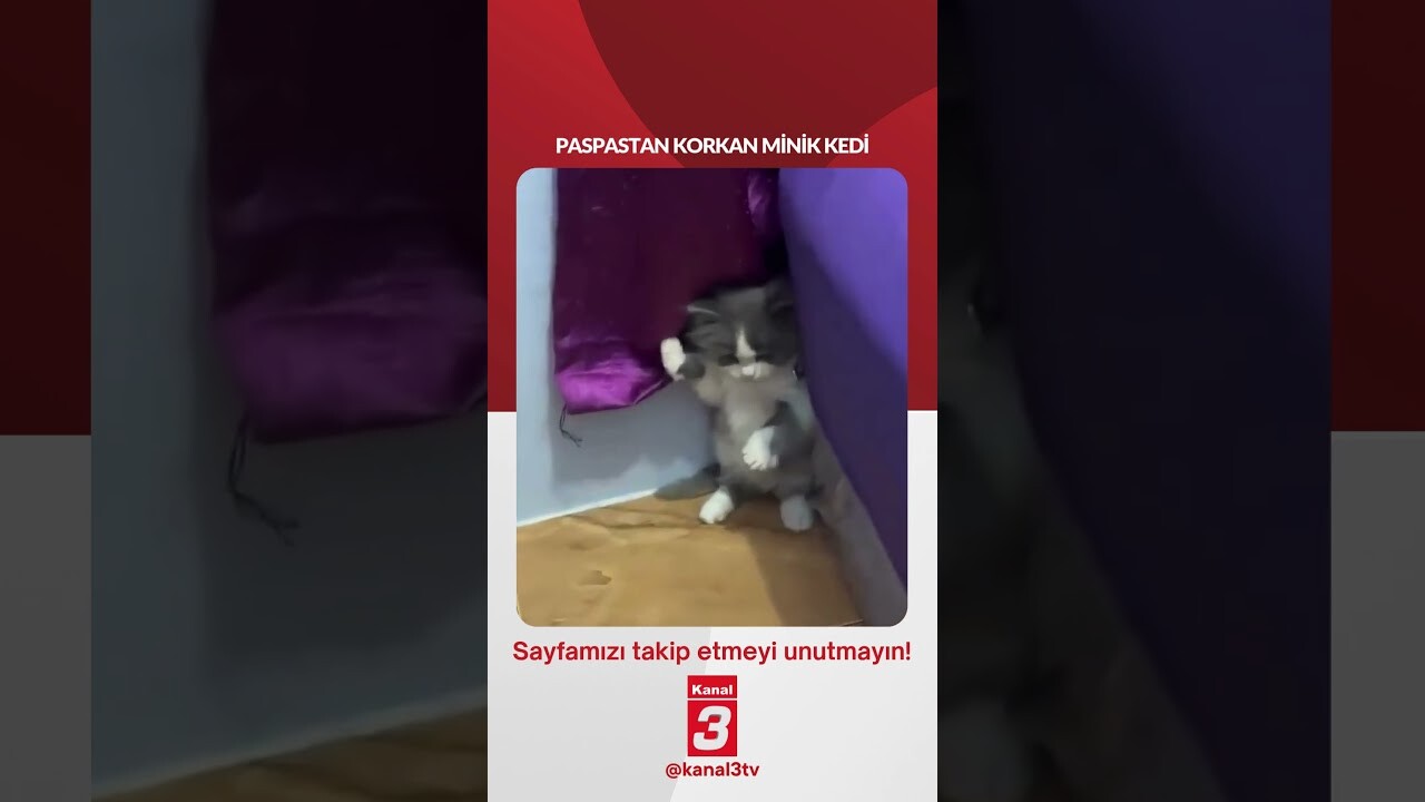 Paspastan korkan minik kedi… 📶https://kanal3.com.tr/ Sosyal Medya Hesaplarımızı Takip Ederek