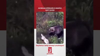 Kaybolan köpeklerİ ayı aİlesİ İle dost olmuş! 📶https://kanal3.com.tr/ Sosyal Medya