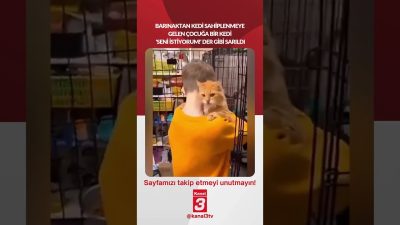 Barınaktan kedi, sahiplenmeye gelen çocuğa bir kedi ‘Seni istiyorum!’ der