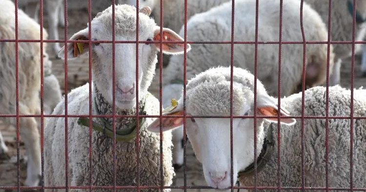 Afyon Kocatepe Üniversitesi Veteriner Fakültesi Eğitim, Araştırma ve Uygulama Çiftliği'nde