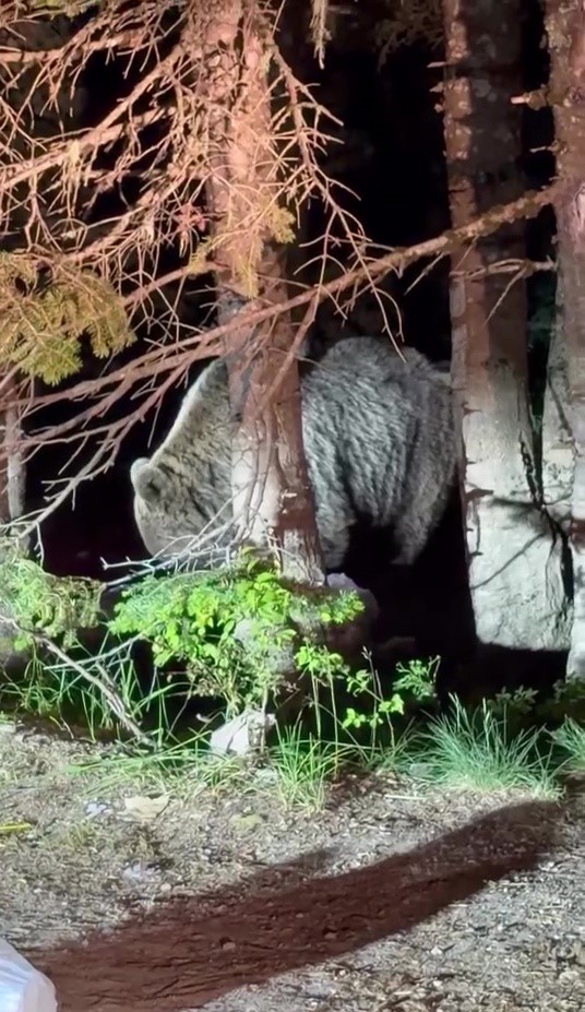 Karnı acıktı, yiyeceğini Uludağ’da aradı 4 Karnı acıktı, yiyeceğini Uludağ’da aradı