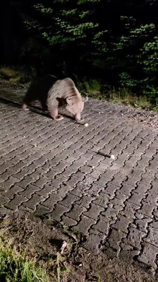 Karnı acıktı, yiyeceğini Uludağ’da aradı 3 Karnı acıktı, yiyeceğini Uludağ’da aradı