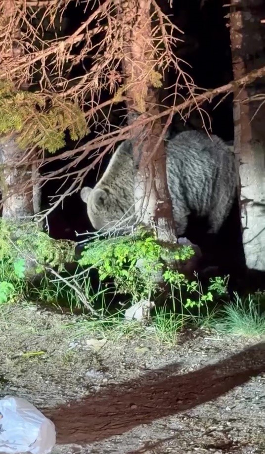Karnı acıktı, yiyeceğini Uludağ’da aradı 2 Karnı acıktı, yiyeceğini Uludağ’da aradı