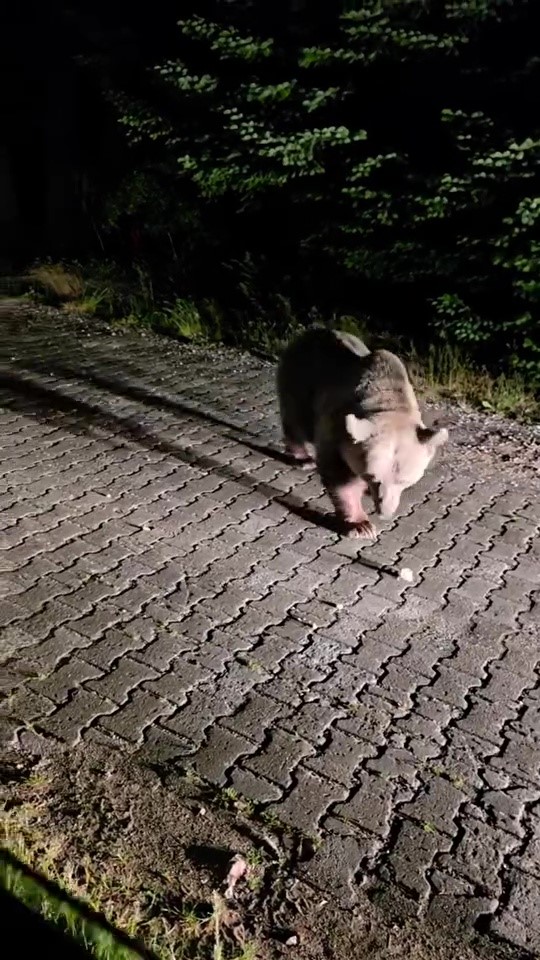 Karnı acıktı, yiyeceğini Uludağ’da aradı 1 Karnı acıktı, yiyeceğini Uludağ’da aradı