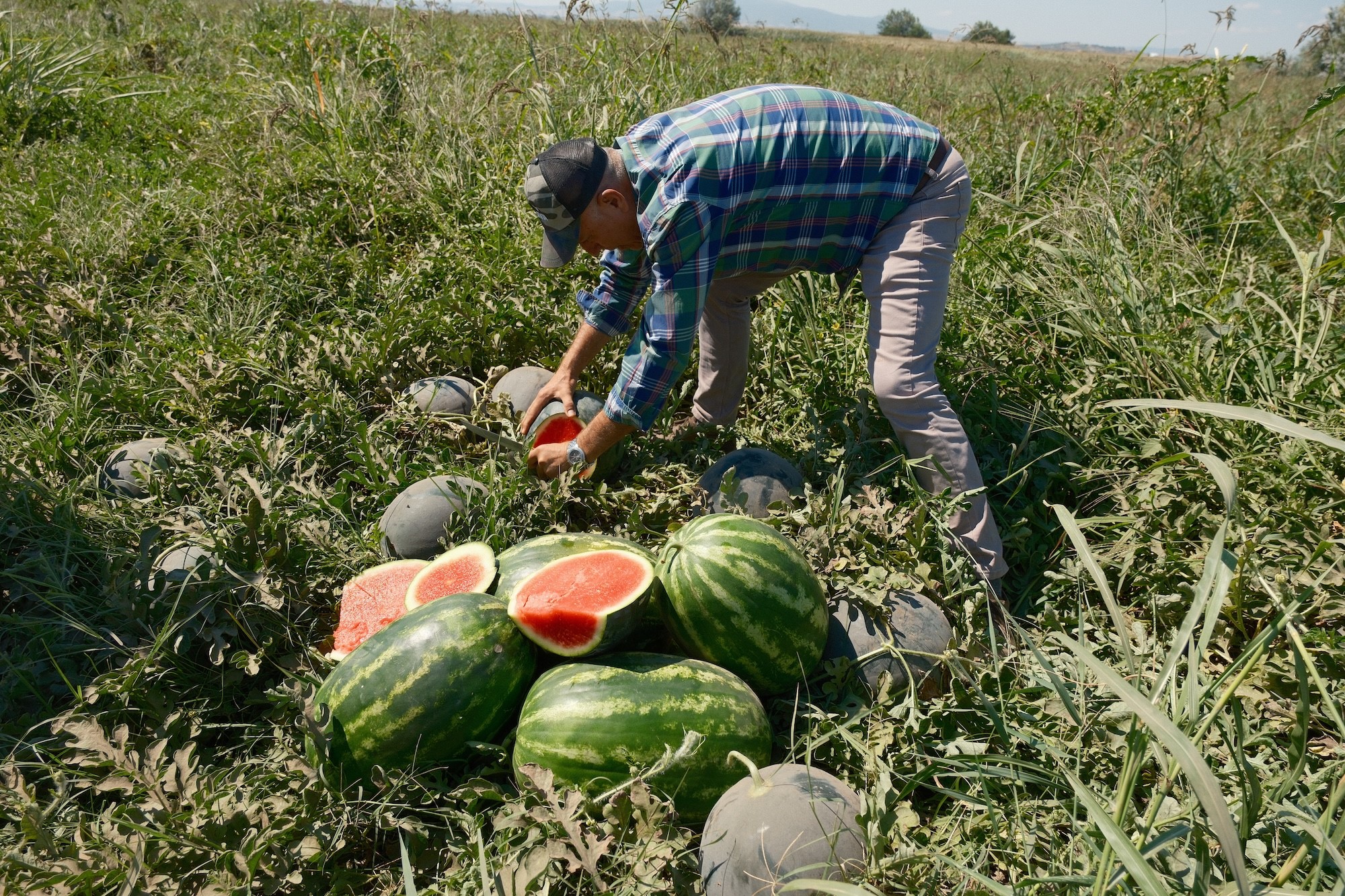 Sözleşmeli üretim çiftçiyi mağdur etti: 20 milyon liralık zarar 3 Sözleşmeli üretim çiftçiyi mağdur etti: 20 milyon liralık zarar