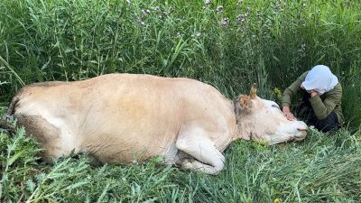 Hakkari'nin Yüksekova ilçesinde, ailesinin tek geçim kaynağı olan ineğin uçurumdan