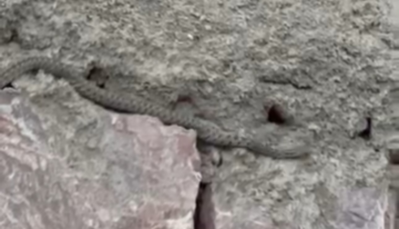 Yılanlar, Özmen ailesinin kabusu oldu