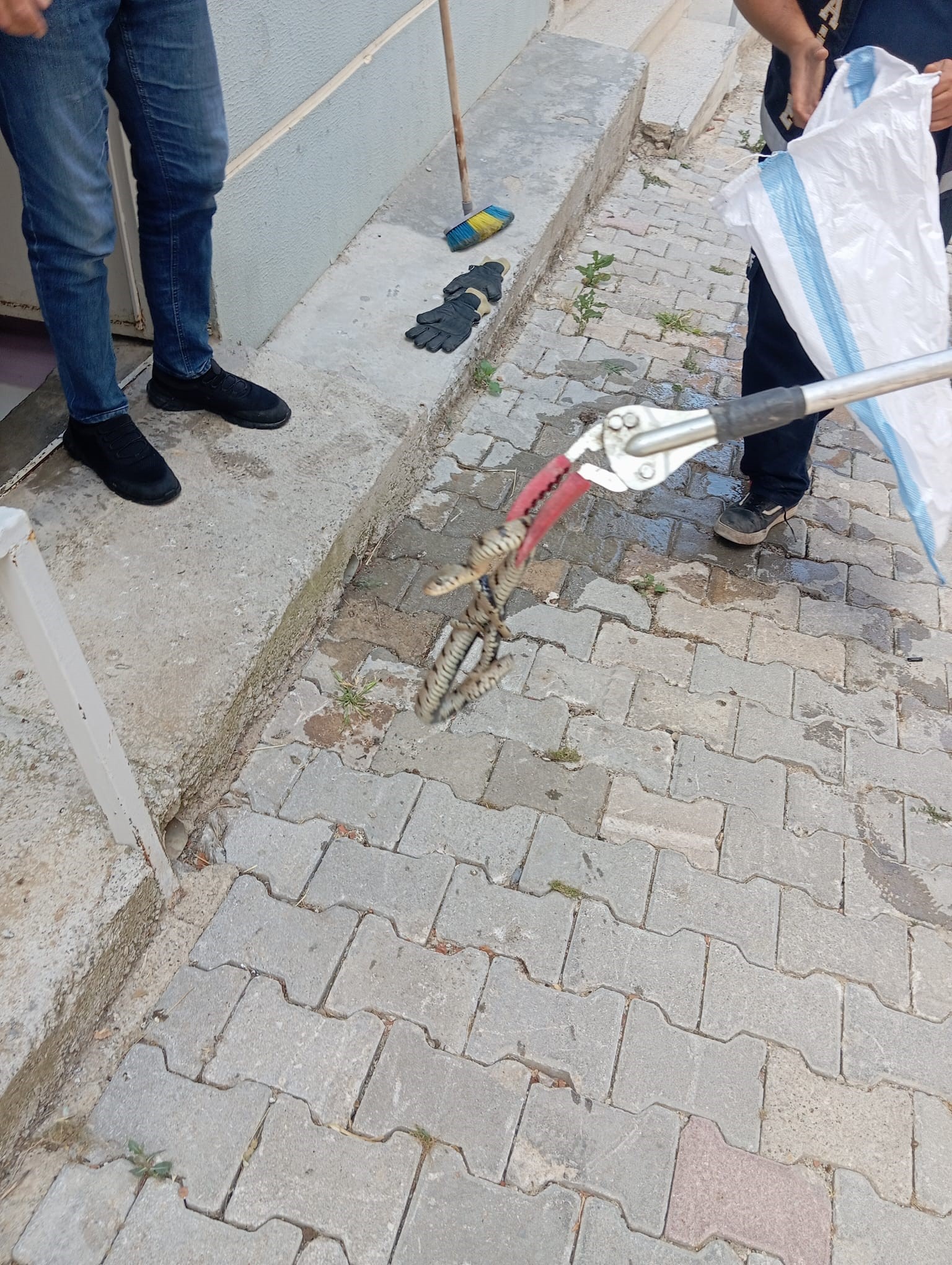 Eve giren yılan paniğe neden oldu 1 Eve giren yılan paniğe neden oldu