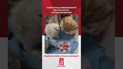 Yavru baykuş, annesine benzeyen bir kukla baykuş kullanılarak beslendi… 📶https://kanal3.com.tr/