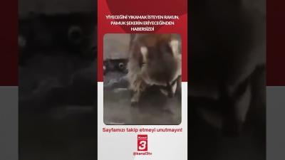 Kanal 3Cum, Temmuz 3, 2026 4:00pmURL:Embed:Yiyeceğini yıkamak isteyen rakun, pamuk