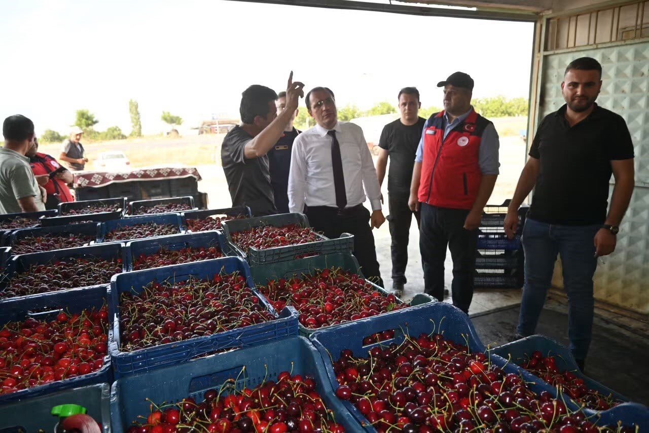 Çay'da kiraz hasadı başladı 1 Çay'da kiraz hasadı başladı