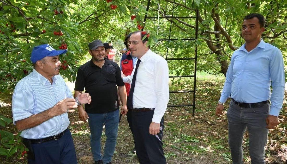Afyonkarahisar’ın Çay ilçesinde kiraz hasadının başlamasıyla birlikte Kaymakam Hasan Hüsnü