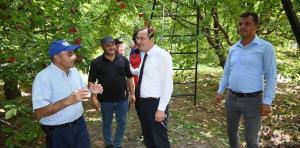 Afyonkarahisar’ın Çay ilçesinde kiraz hasadının başlamasıyla birlikte Kaymakam Hasan Hüsnü