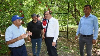 Afyonkarahisar’ın Çay ilçesinde kiraz hasadının başlamasıyla birlikte Kaymakam Hasan Hüsnü