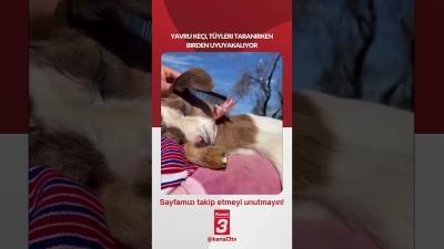 Yavru keçi, tüyleri taranırken birden uyuyakalıyor… 📶https://kanal3.com.tr/ Sosyal Medya Hesaplarımızı