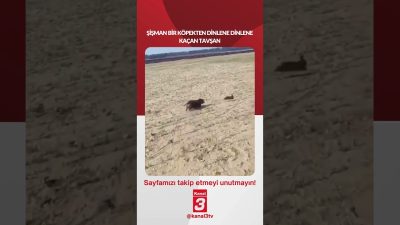 Şişman bir köpekten dinlene dinlene kaçan tavşan… 📶https://kanal3.com.tr/ Sosyal Medya