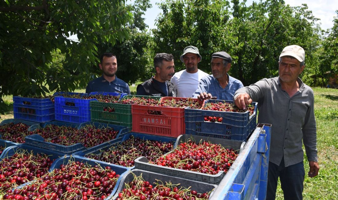 Afyonkarahisar'ın Çay ve Sultandağı ilçelerinde hasadına başlanan ve yüksek rekoltesiyle