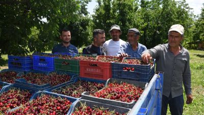 Afyonkarahisar'ın Çay ve Sultandağı ilçelerinde hasadına başlanan ve yüksek rekoltesiyle