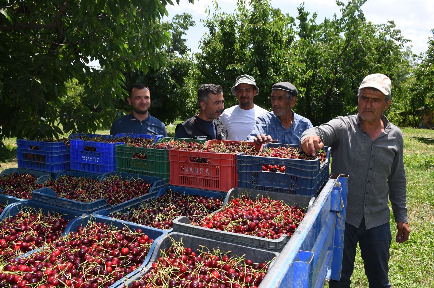 Afyonkarahisar'ın Çay ve Sultandağı ilçelerinde hasadına başlanan ve yüksek rekoltesiyle