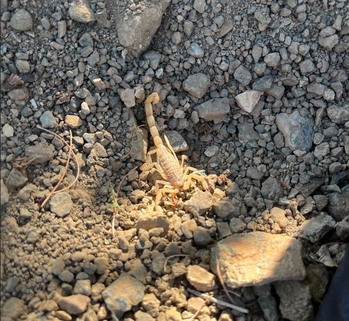 Afyonkarahisar'ın Şuhut ilçesine bağlı Karaadilli beldesinde vişne hasadı sırasında akrep