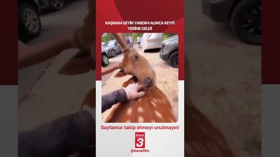 Kaşınan geyik yardım alınca keyfi yerine geldi… 📶https://kanal3.com.tr/ Sosyal Medya