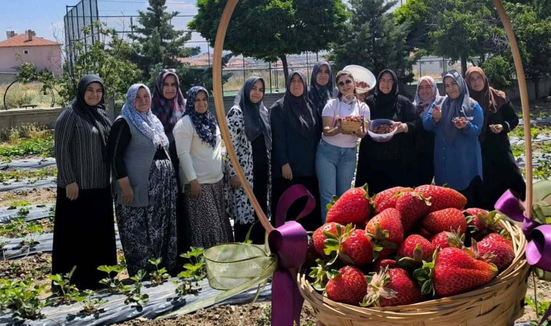 Afyonkarahisar'ın İscehisar ilçesinde, Aile Destek Merkezi (ADEM) "Çilek Yetiştiriciliği Projesi"