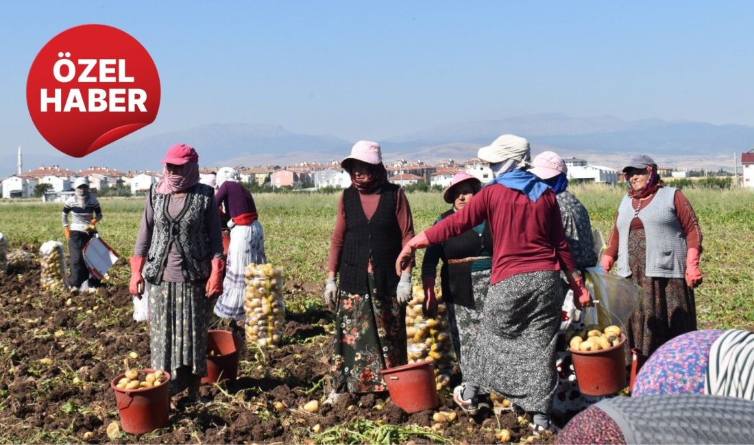Gazete 3 ekibi Sandıklı'daki patates hasadını yerinde takip etti, üretici