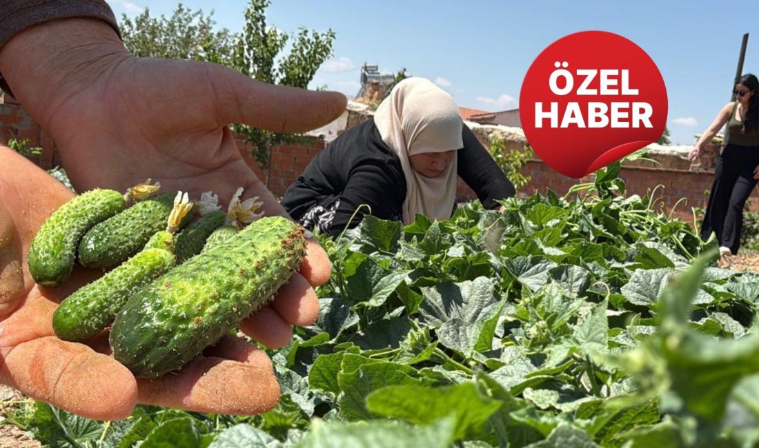 Afyonkarahisar’ın Çobanlar ilçesine bağlı Kocaöz beldesinde, bölge ekonomisinin önemli gelir
