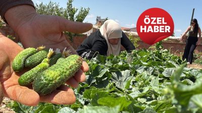 Afyonkarahisar’ın Çobanlar ilçesine bağlı Kocaöz beldesinde, bölge ekonomisinin önemli gelir