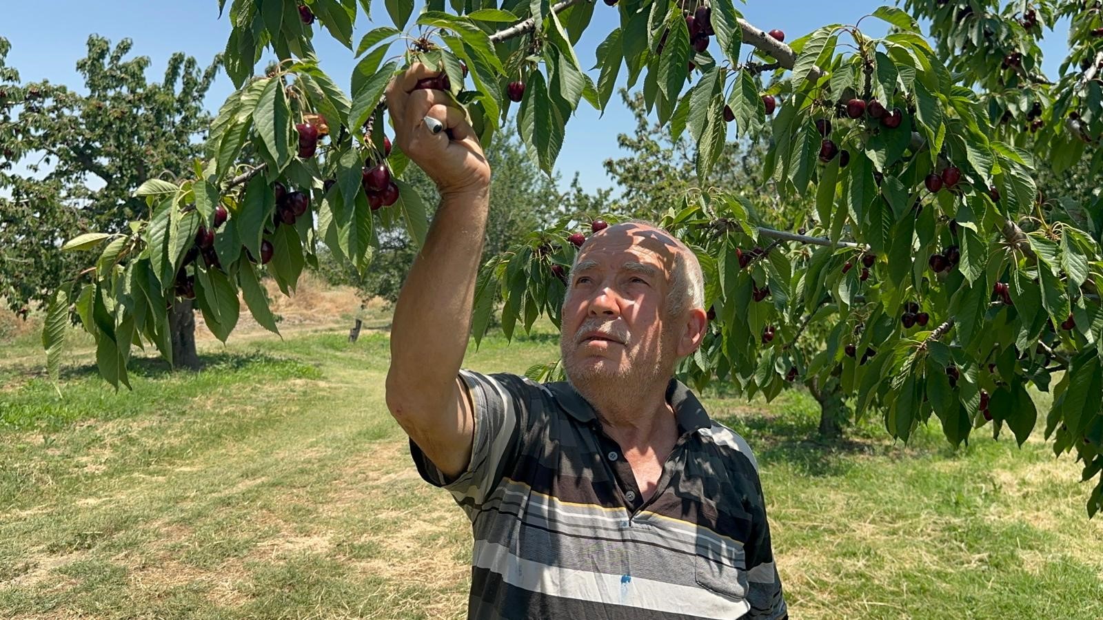 Geçen yıl don vurmuştu, bu sene üzüm salkımı gibi kiraz yetişti 4 Geçen yıl don vurmuştu, bu sene üzüm salkımı gibi kiraz yetişti