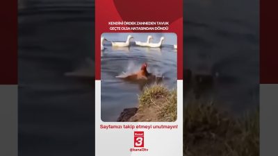📶Kendini ördek zanneden tavuk geçte olsa hatasından döndü! https://kanal3.com.tr/ Sosyal