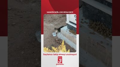 Sahibinin mezarından bir an olsun ayrılmıyor! 📶https://kanal3.com.tr/ Sosyal Medya Hesaplarımızı