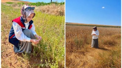 Afyonkarahisar’da çörek otu ve haşhaş ekili alanlarda bitkisel üretimde verim