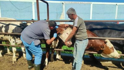 Afyonkarahisar’da hayvan hastalıklarının kontrol altına alınması, güvenilir gıda arzının sürdürülebilirliğinin