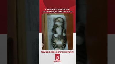 Evdeki sesten bıkan bir kedi, çekmecenin içine girip uyuyakaldı… 📶https://kanal3.com.tr/