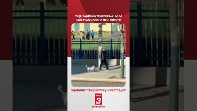 Kanal 3Paz, Temmuz 12, 2026 12:00pmURL:Embed:Yaşlı sahibinin temposuna uyum sağlayan