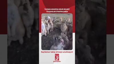 Japonya’daki Tavşan Adası’na gelir gelmez tavşanlar etrafını sardı… 📶https://kanal3.com.tr/ Sosyal