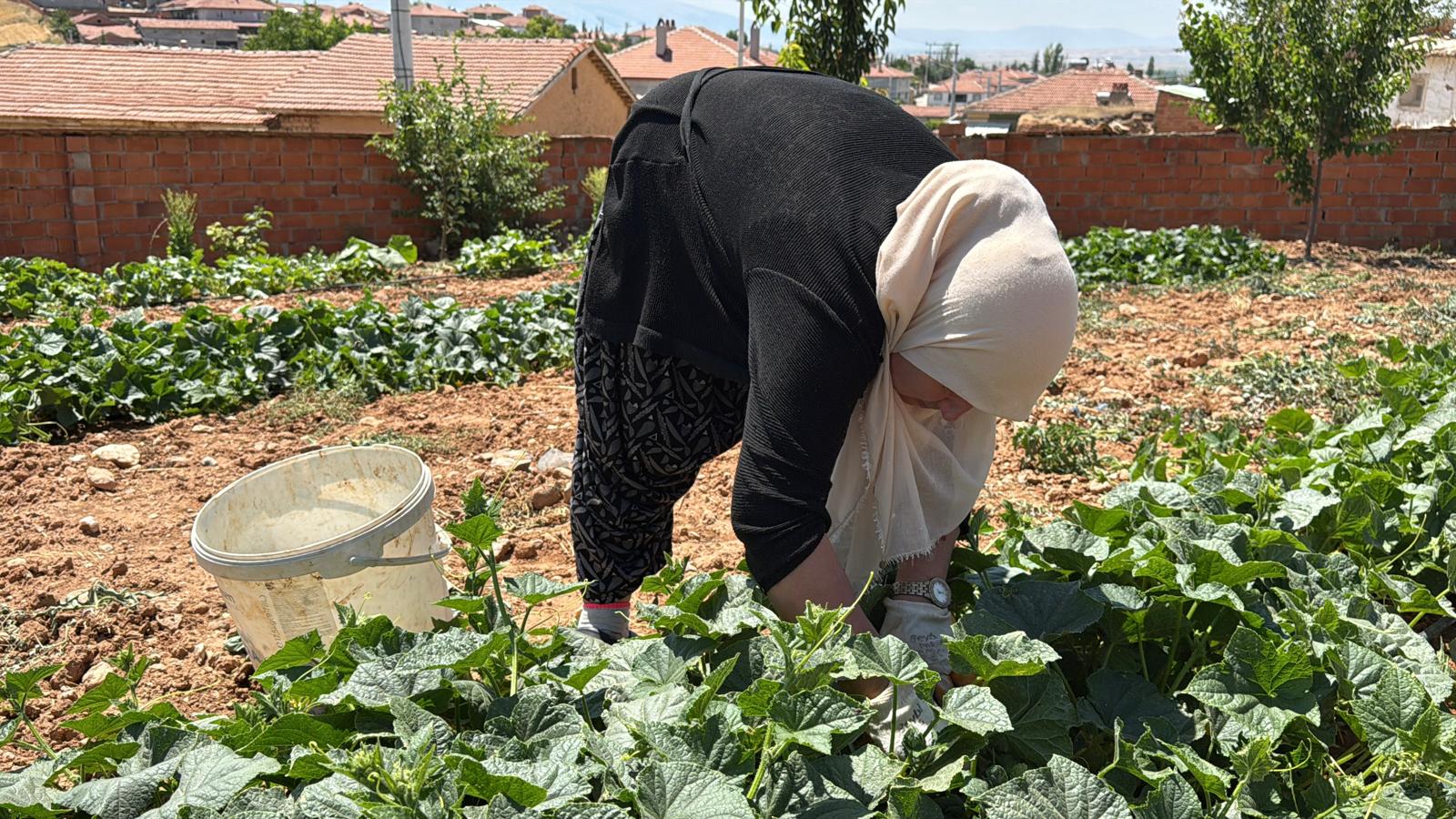 Kocaöz'de turşuluk salatalık mesaisi başladı 1 Kocaöz'de turşuluk salatalık mesaisi başladı