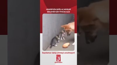 Kendisi için değil aç kedileri beslemek için yiyecek aldı… 📶https://kanal3.com.tr/