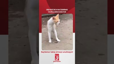 Dişi Kedi, İki Ayak Üzerinde Yavrularını Koruyor… 📶https://kanal3.com.tr/ Sosyal Medya