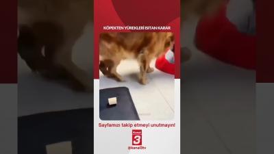 Köpekten yürekleri ısıtan karar… 📶https://kanal3.com.tr/ Sosyal Medya Hesaplarımızı Takip Ederek