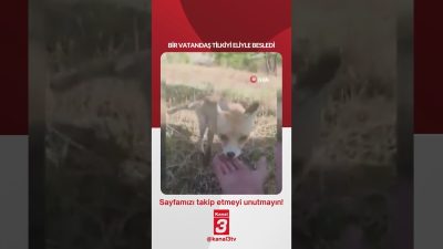 Bir vatandaş tilkiyi eliyle besledi… 📶https://kanal3.com.tr/ Sosyal Medya Hesaplarımızı Takip
