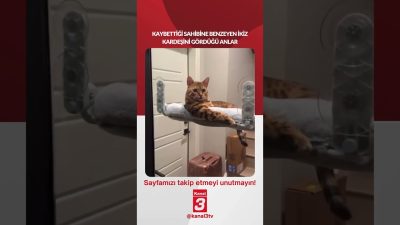 Kedinin, kaybettiği sahibine benzeyen ikiz kardeşini gördüğü anlar… 📶https://kanal3.com.tr/ Sosyal