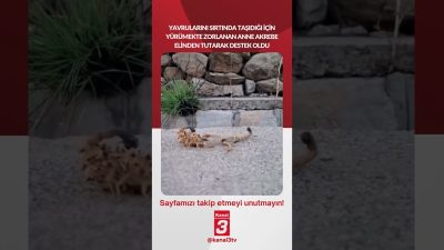 Yavrularını sırtında taşıdığı için yürümekte zorlanan anne akrebe elinden tutarak