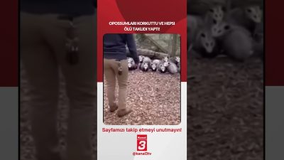 Kanal 3Pts, Temmuz 13, 2026 4:00pmURL:Embed:Opossumları korkuttu ve hepsi ölü