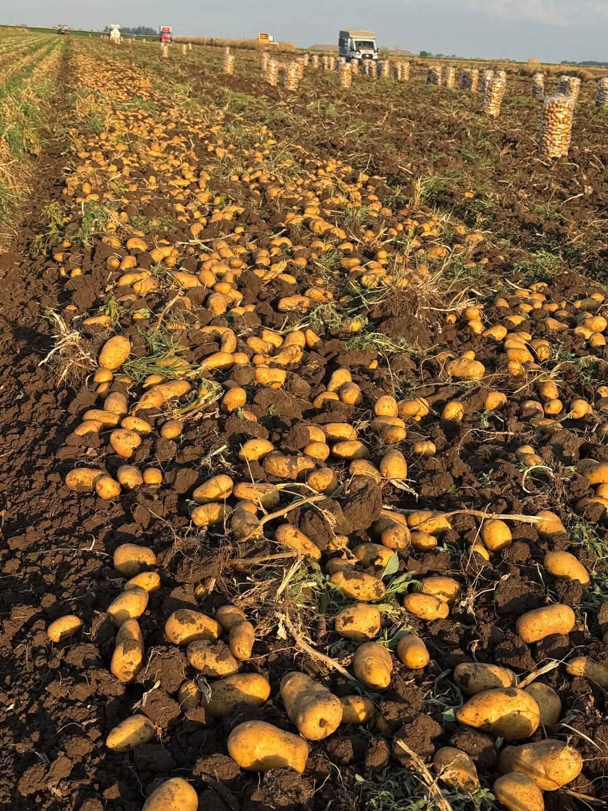 Sandıklı'da yazlık patates hasadı başladı 3 Sandıklı'da yazlık patates hasadı başladı